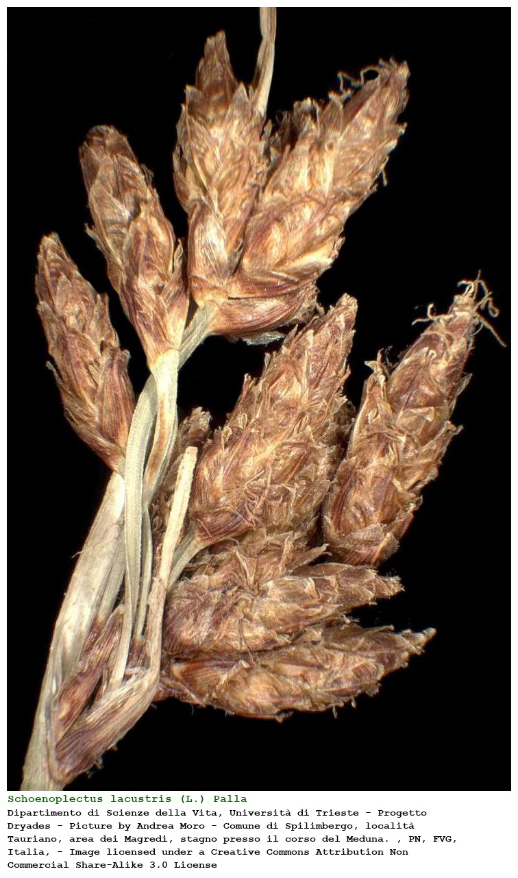 Schoenoplectus lacustris (L.) Palla